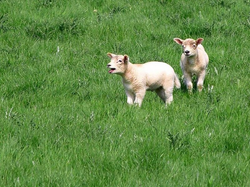 Two Lambs in Grass — Green
