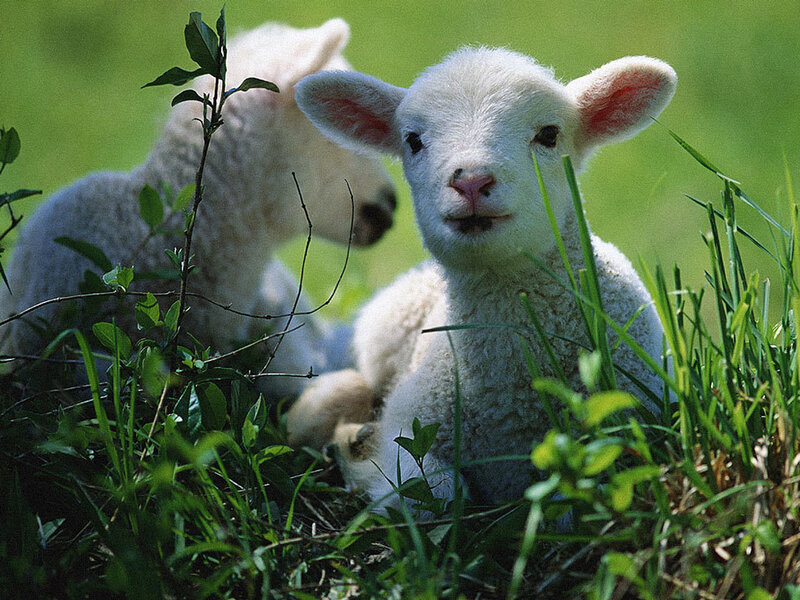 Two Lambs in Grass