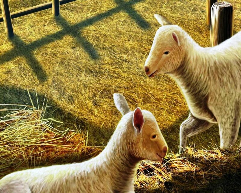 Two Lambs in Hay