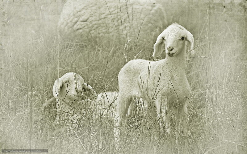 Two lambs in tall grass
