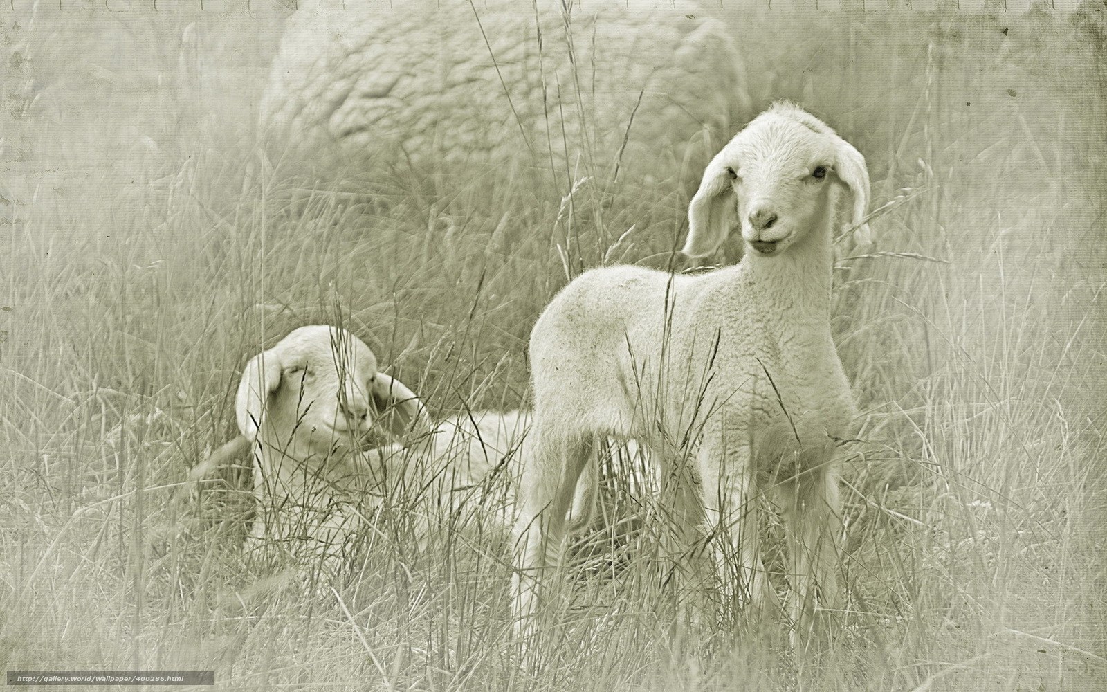 Two lambs in tall grass