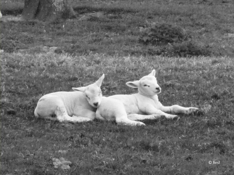Two Lambs Lying