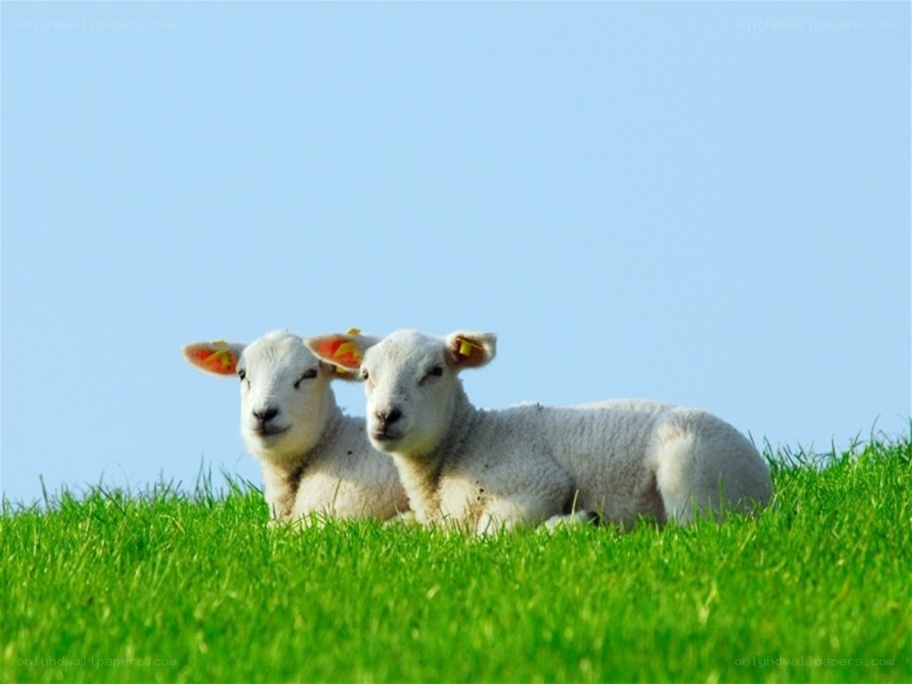 Two lambs on a grassy hill