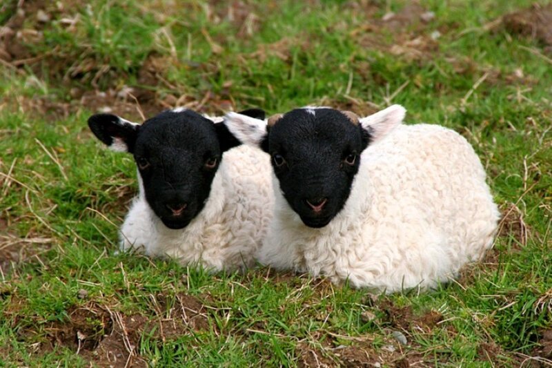 two lambs resting in grass
