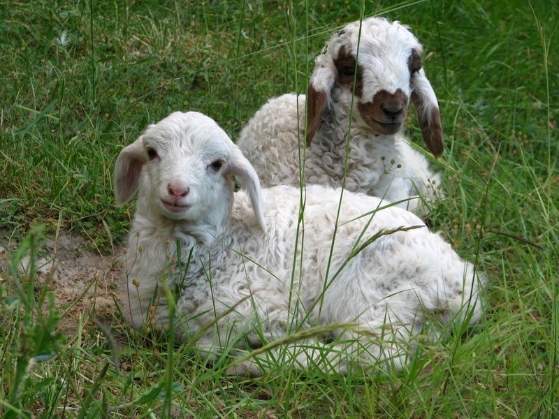 Two lambs resting in grass