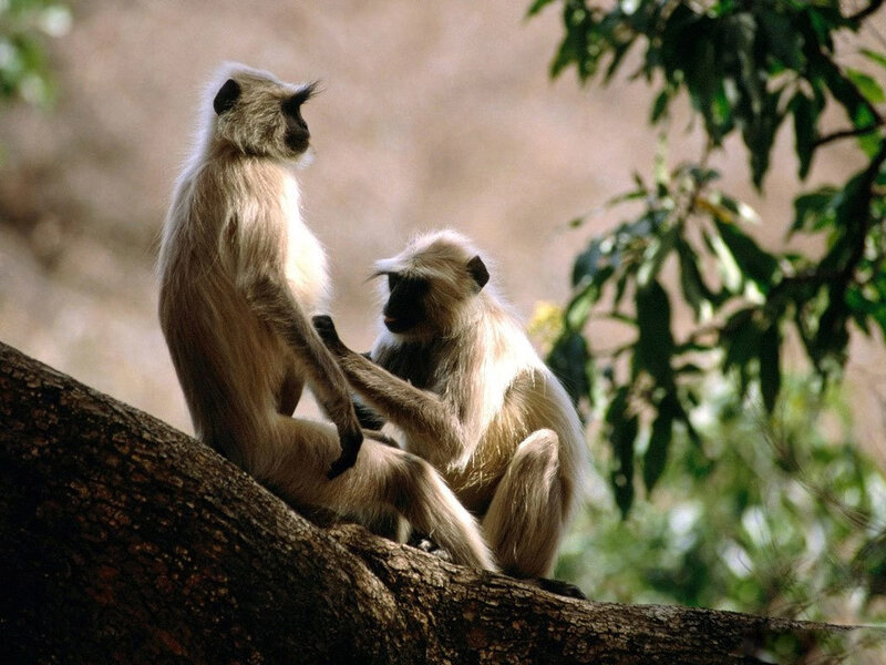 Two Langur Monkeys