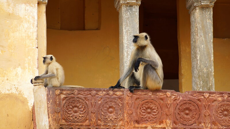 Two Langur Monkeys — Yellow