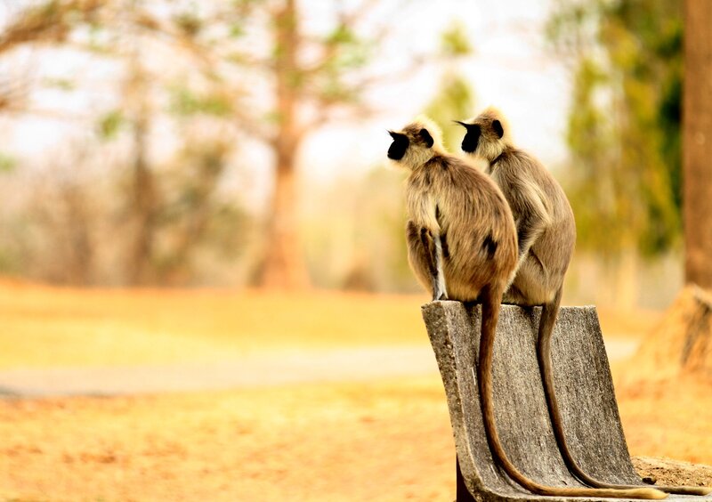 Two Langurs on Bench