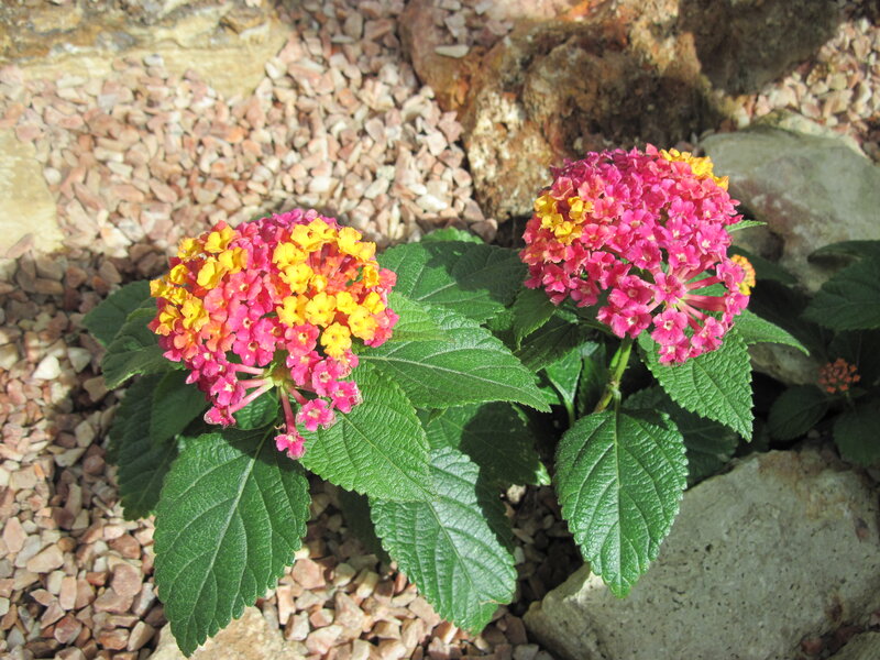 Two Lantana Flower Clusters