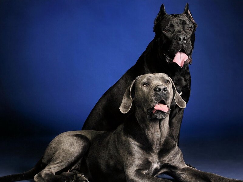 Two Large Black Dogs