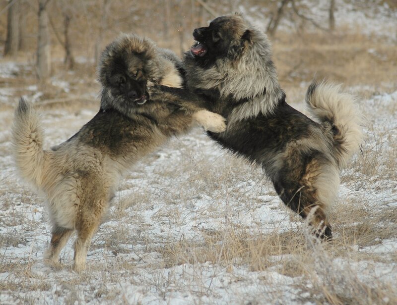 Two Large Dogs Fighting