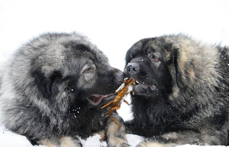 Two Large Dogs Playing