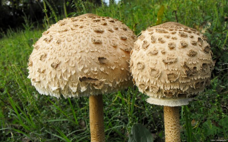 Two Large Mushrooms