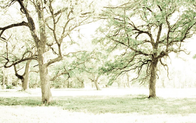 Two Large Oak Trees — Green, Serene
