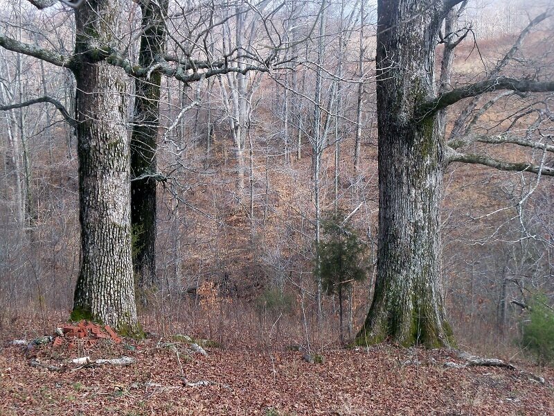 Two Large Oak Trees