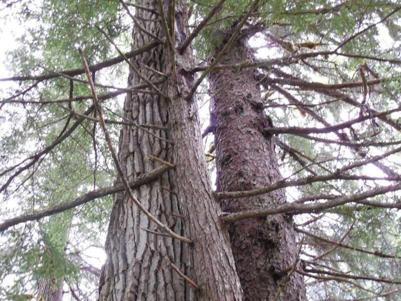 Two Large Pine Trees