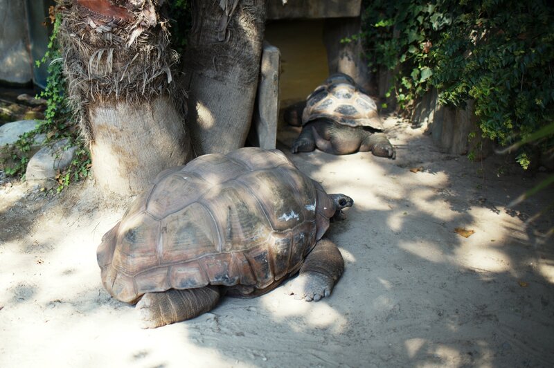 Two large tortoises in enclosure