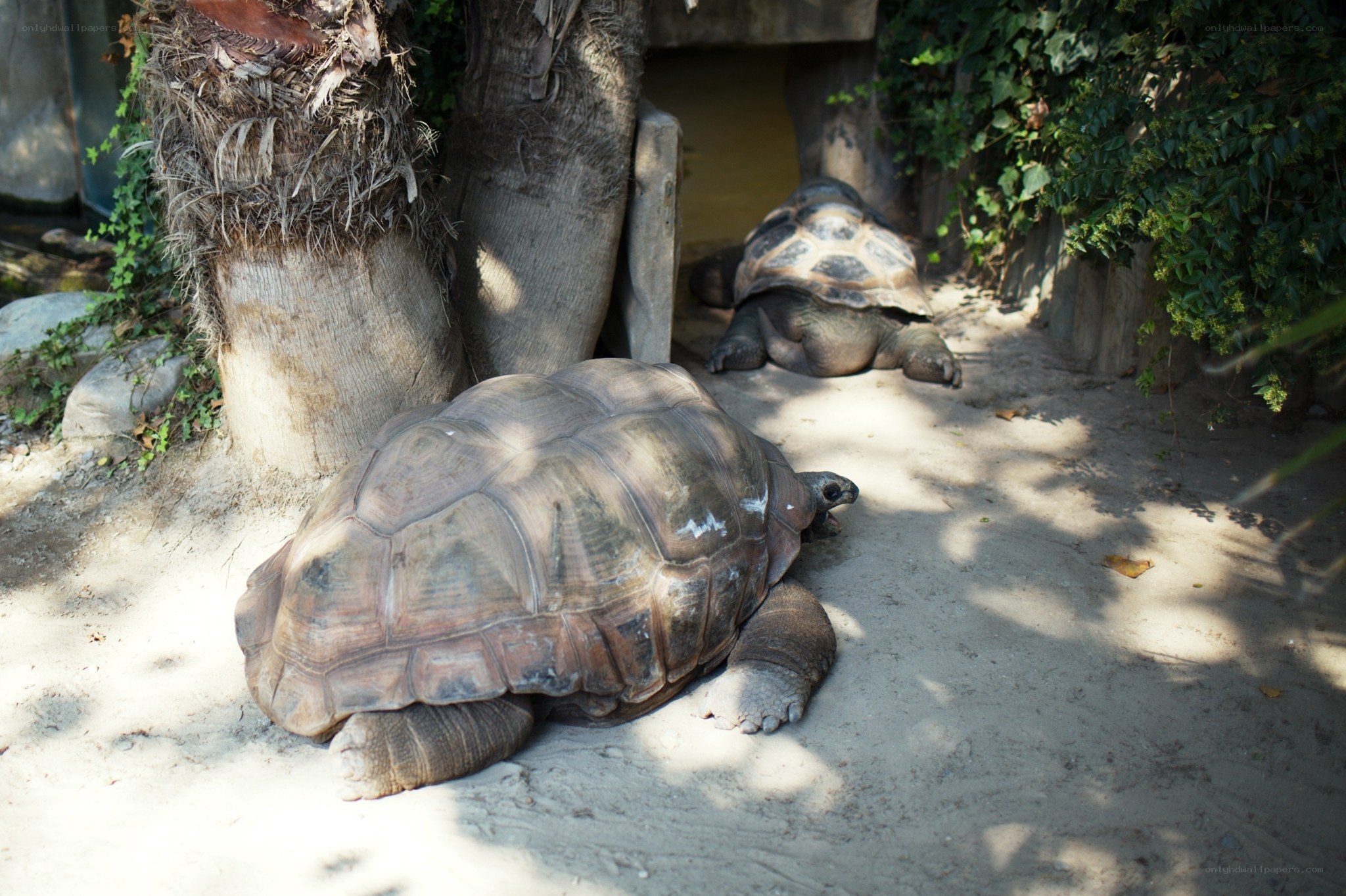 Two large tortoises in enclosure