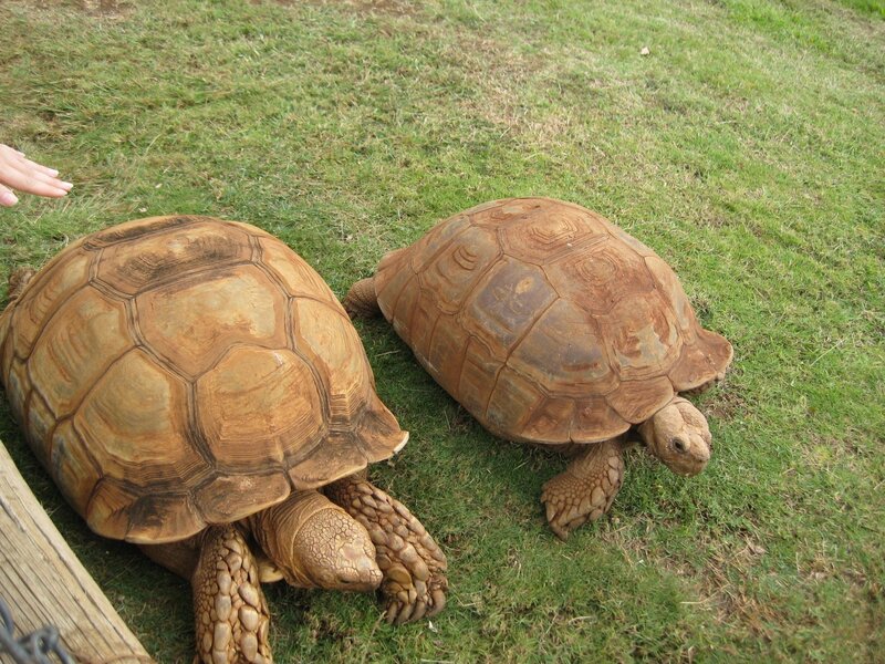 Two Large Tortoises
