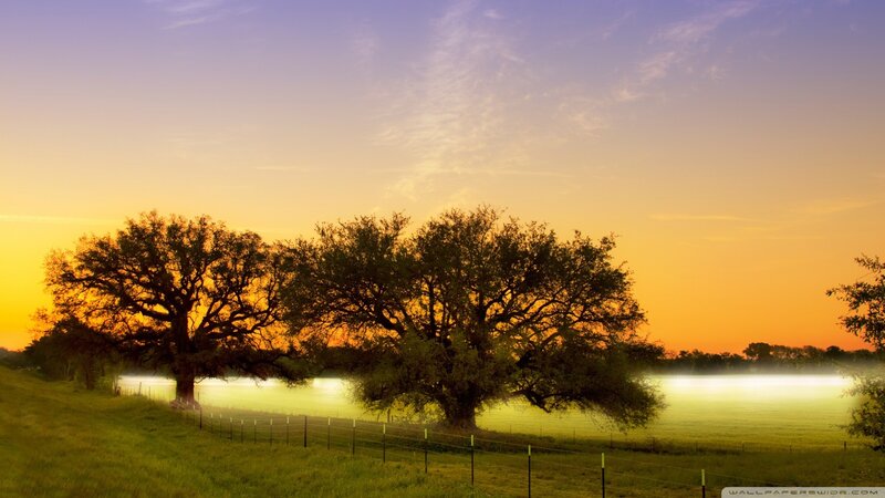 Two Large Trees at Sunset — Orange, Serene, Photograph, Field