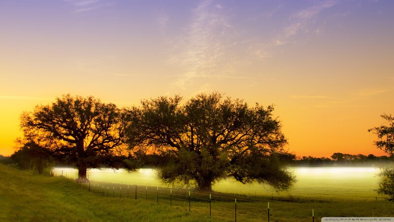 Two Large Trees at Sunset — Orange, Serene, Photograph