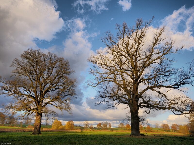 Two large trees in a field