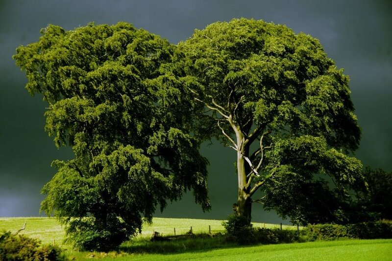Two Large Trees in Field — Green, Dramatic, Afternoon