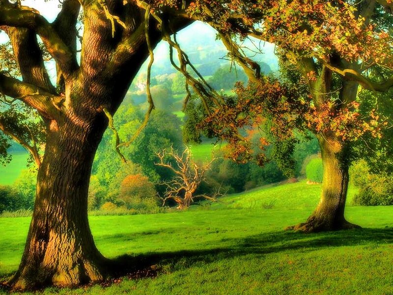 Two Large Trees in Field — Green, Serene
