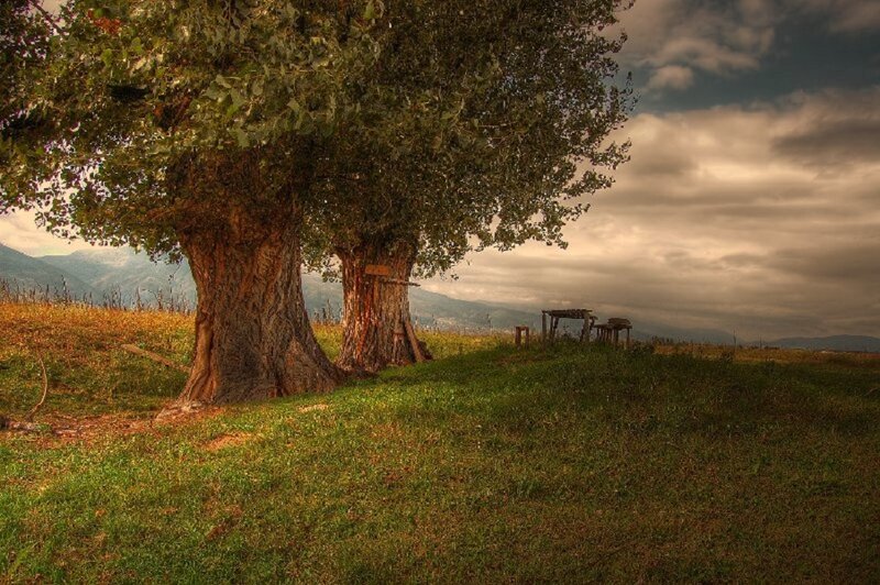 Two Large Trees in Field — Green