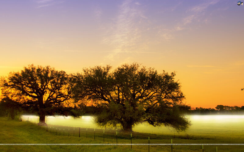 Two Large Trees in Field — Orange