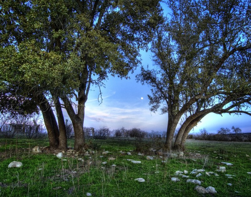 Two Large Trees in Field