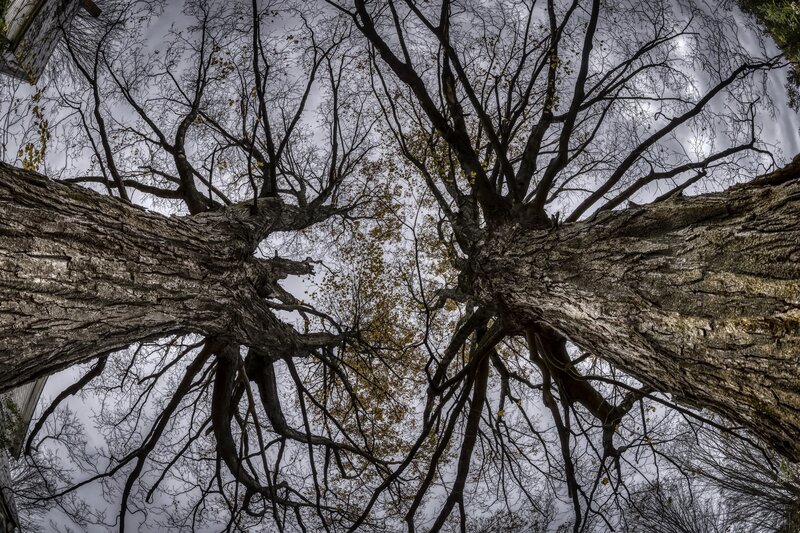 Two Large Trees