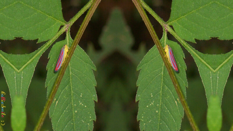 Two Leafhoppers on Leaves