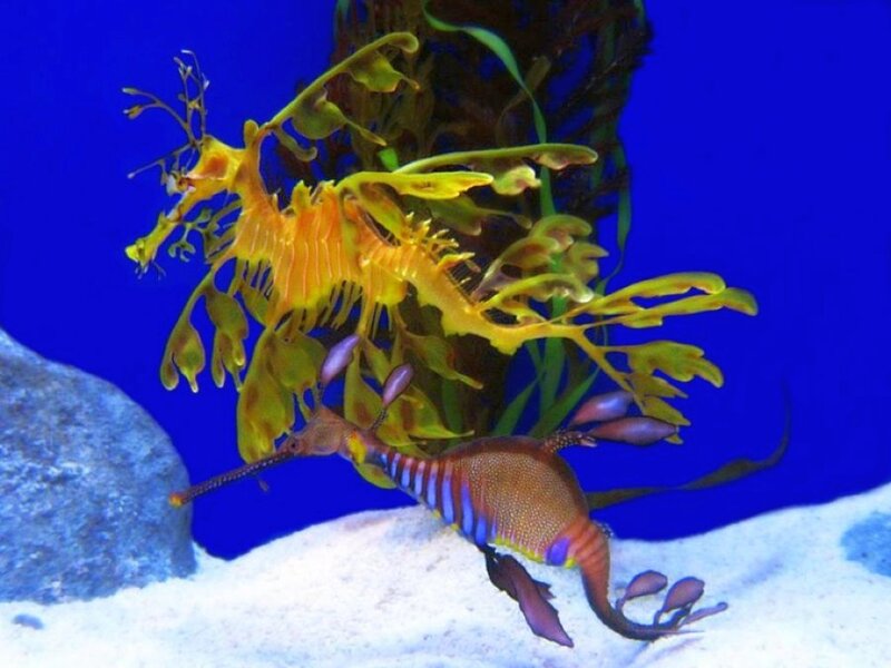 Two leafy seadragons in aquarium