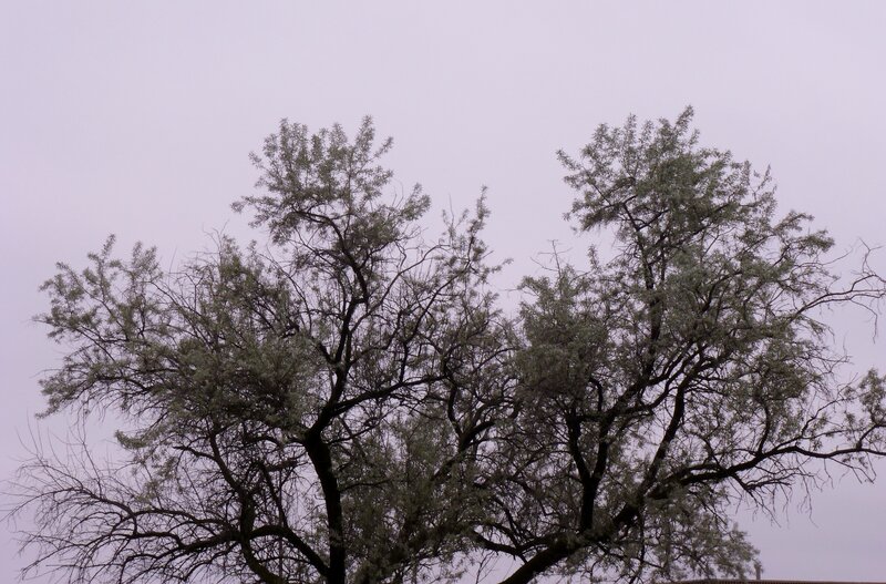 Two Leafy Trees