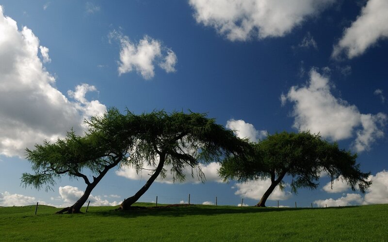Two Leaning Trees