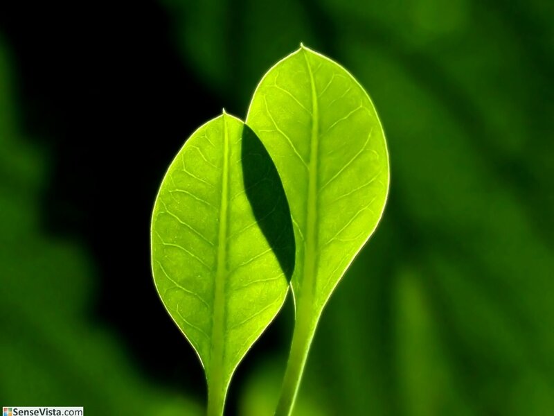 Two leaves backlit by sunlight