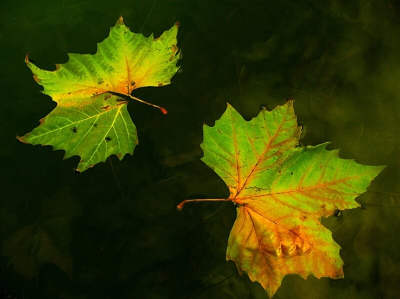 Two leaves floating on water