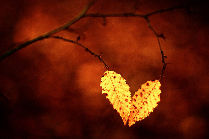 Two Leaves Forming Heart