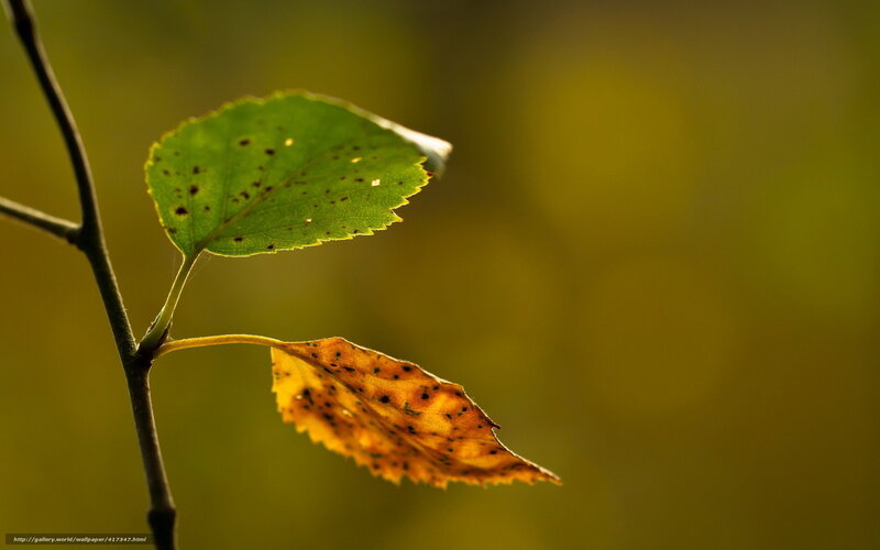 Two Leaves on a Branch — Green, Serene