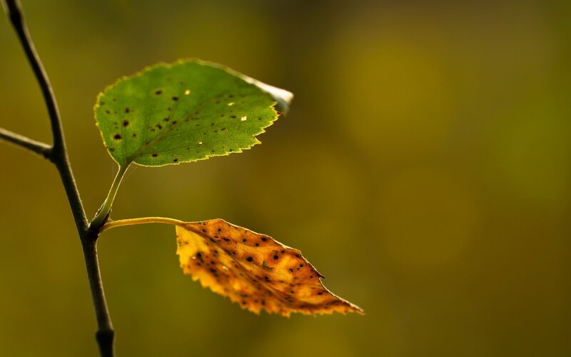 Two Leaves on a Branch
