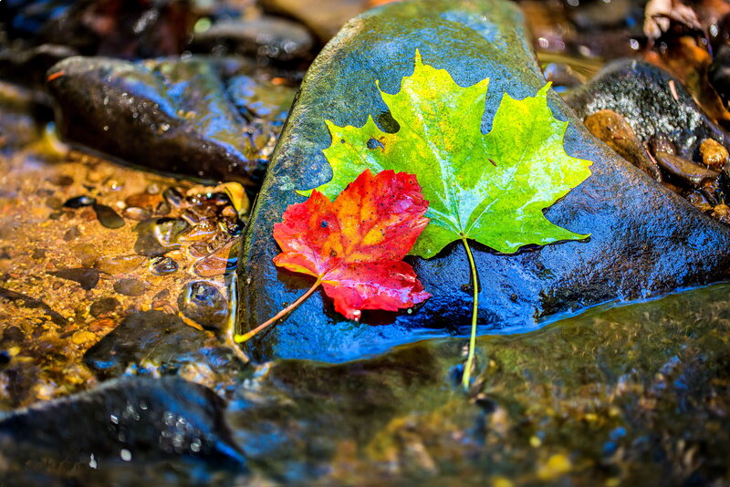 Two Leaves on a Rock