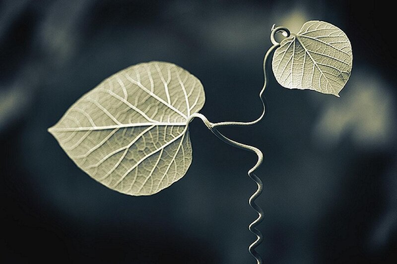Two Leaves on a Vine