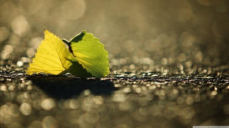 Two Leaves on Pavement