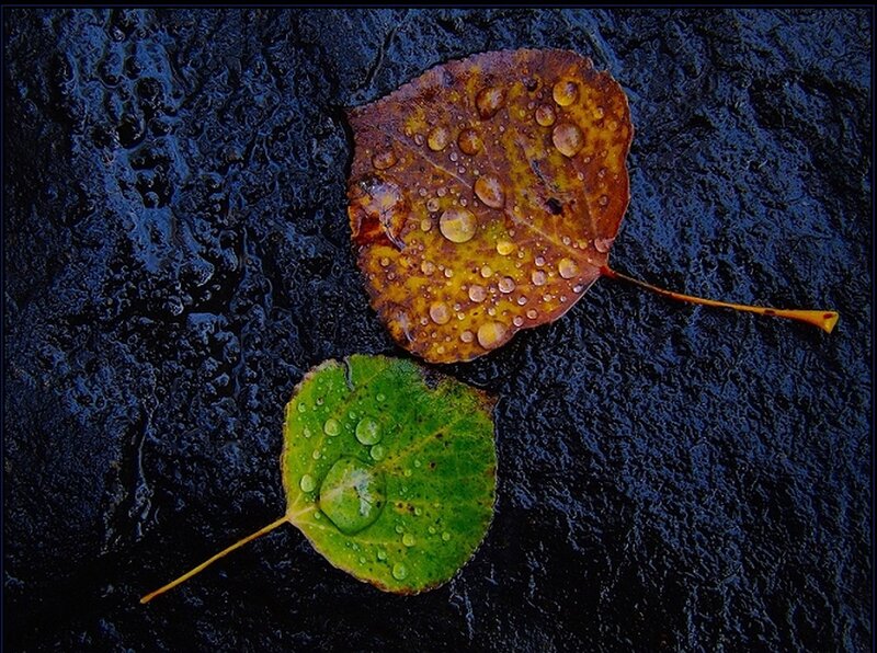 Two Leaves on Wet Surface