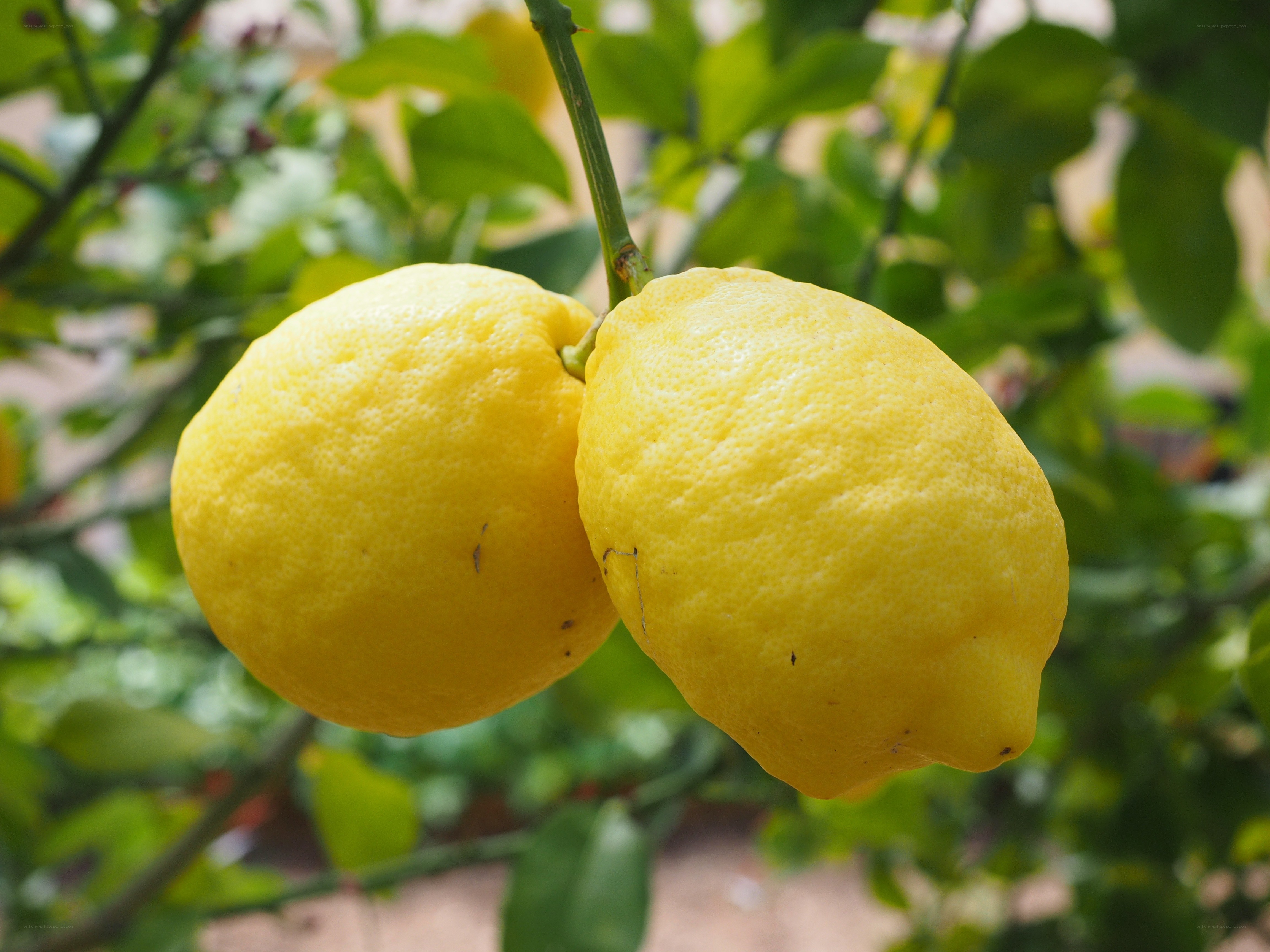 Two lemons on a tree
