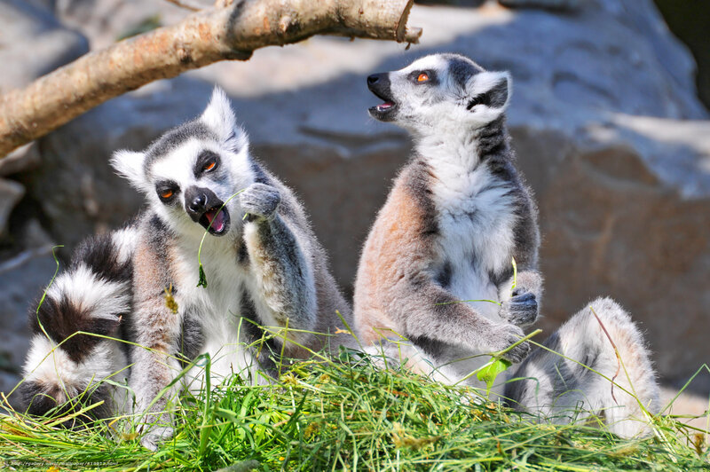 Two lemurs eating grass