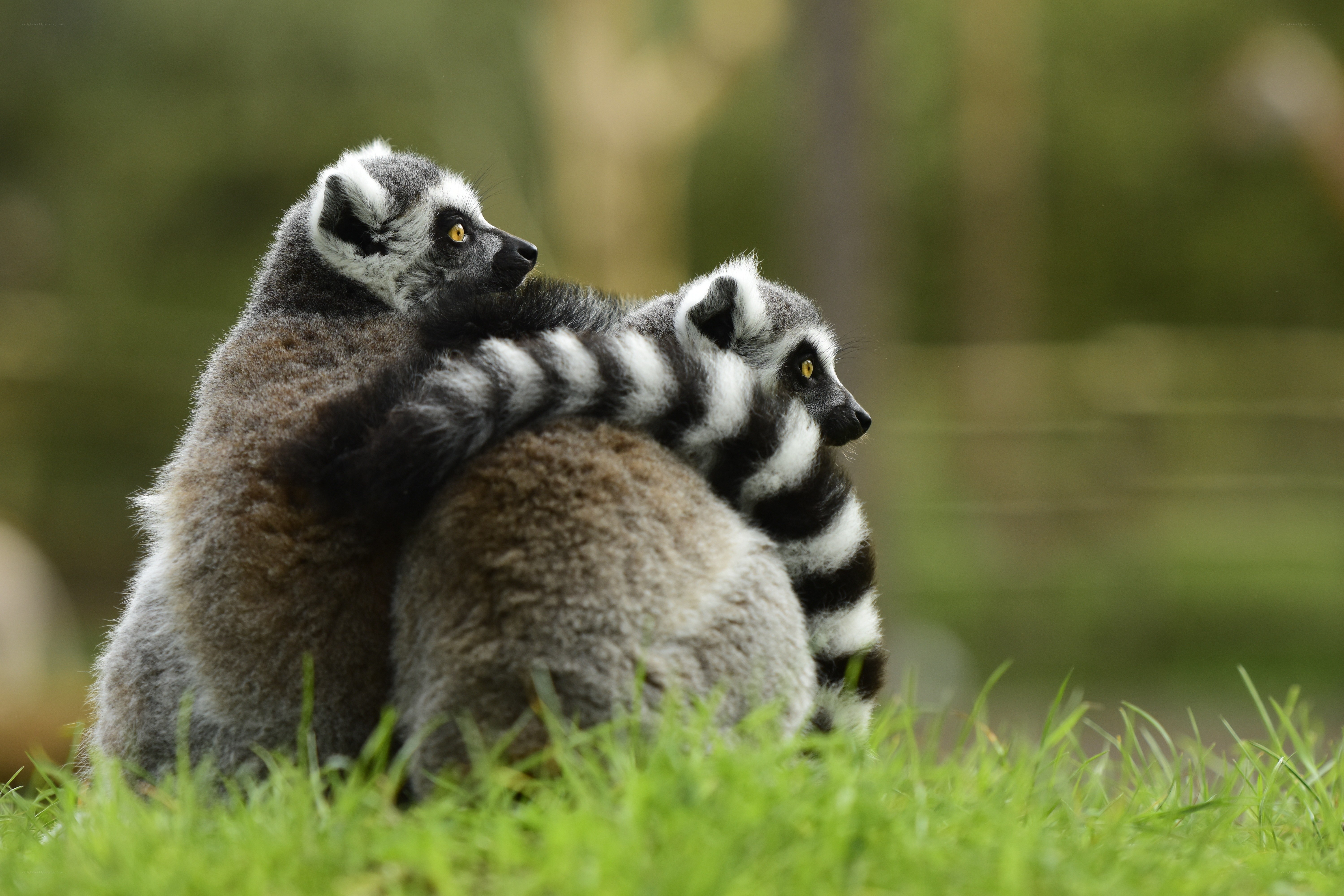 Two lemurs embracing