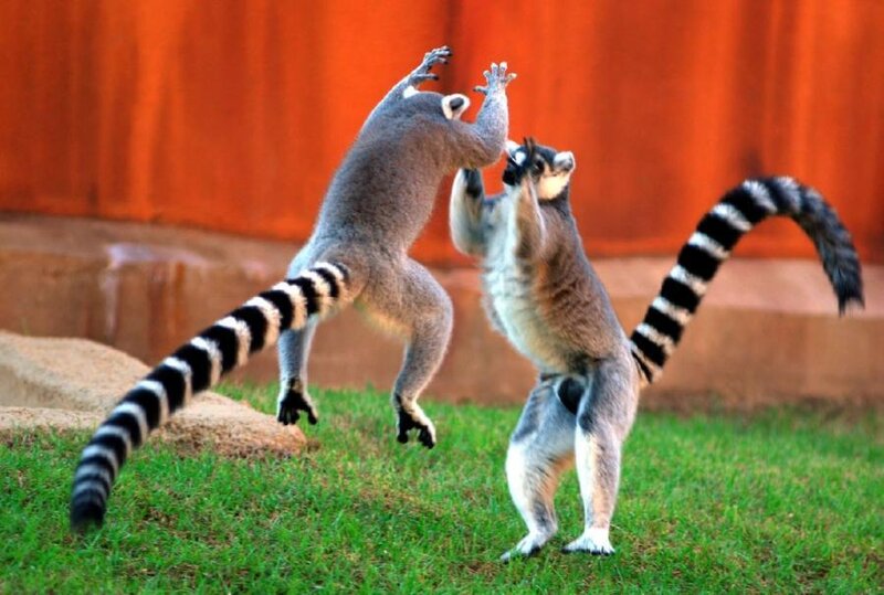 Two Lemurs Fighting — Green