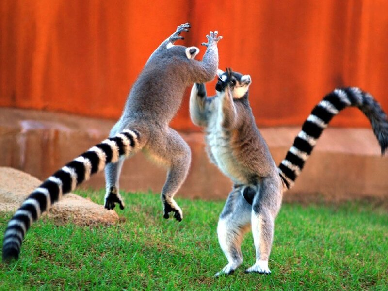 Two lemurs fighting